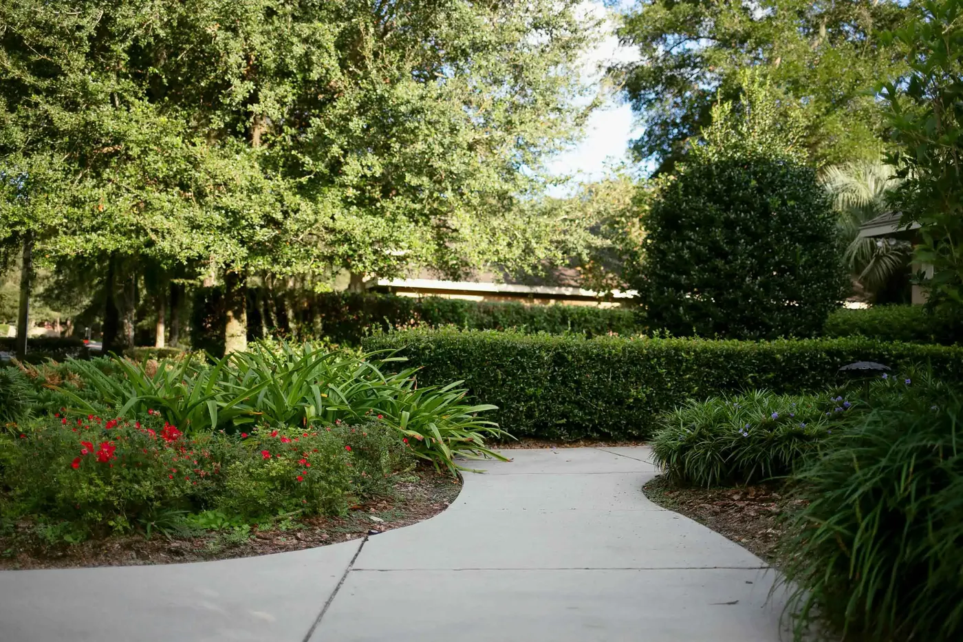 Commercial walkway through mulched beds and crape myrtles