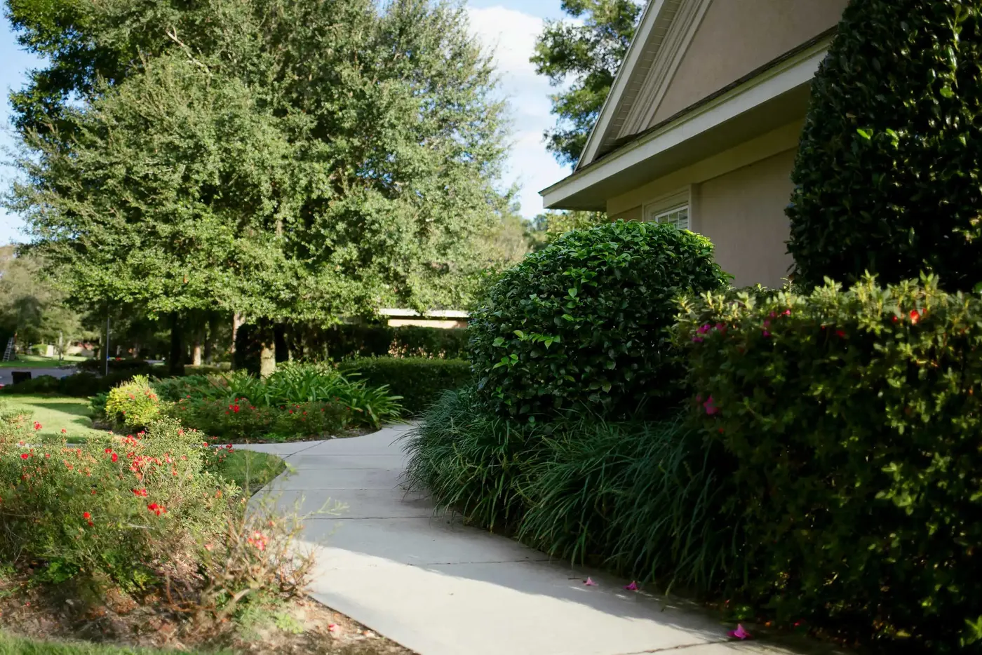 Commercial walkway with clipped hedges and seasonal color