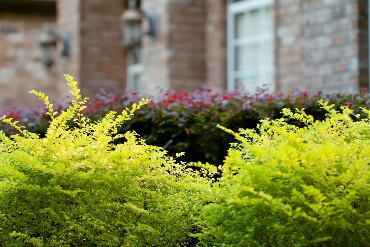 Brick home with yellow and red foundation shrubs