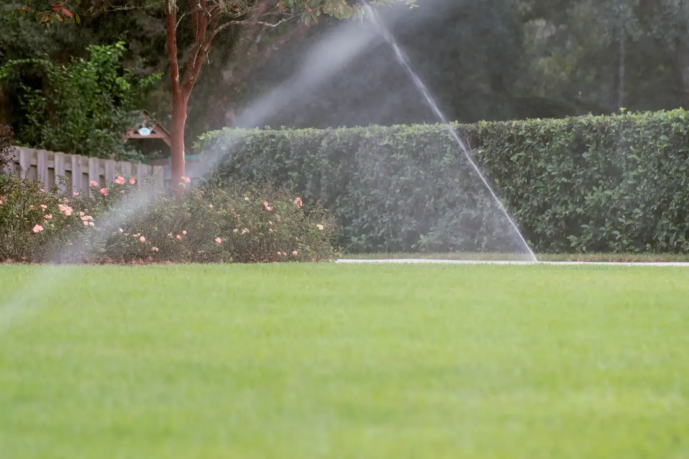 Sprinklers running across a lawn in front of a hedge
