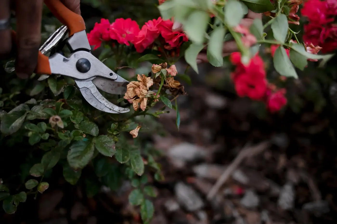 Hand pruners cutting back roses