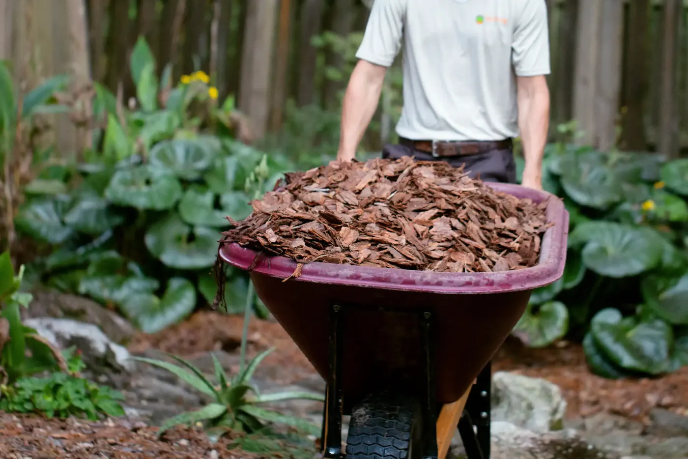Crew member wheeling a barrow of mulch into a bed