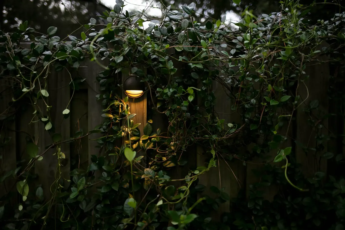 Path light glowing inside jasmine on a fence at dusk