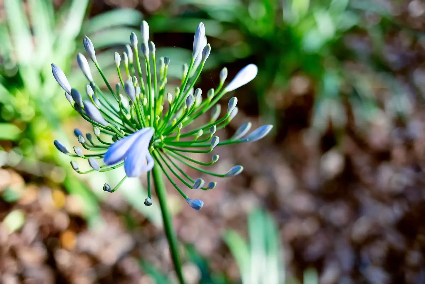 Agapanthus bloom close up