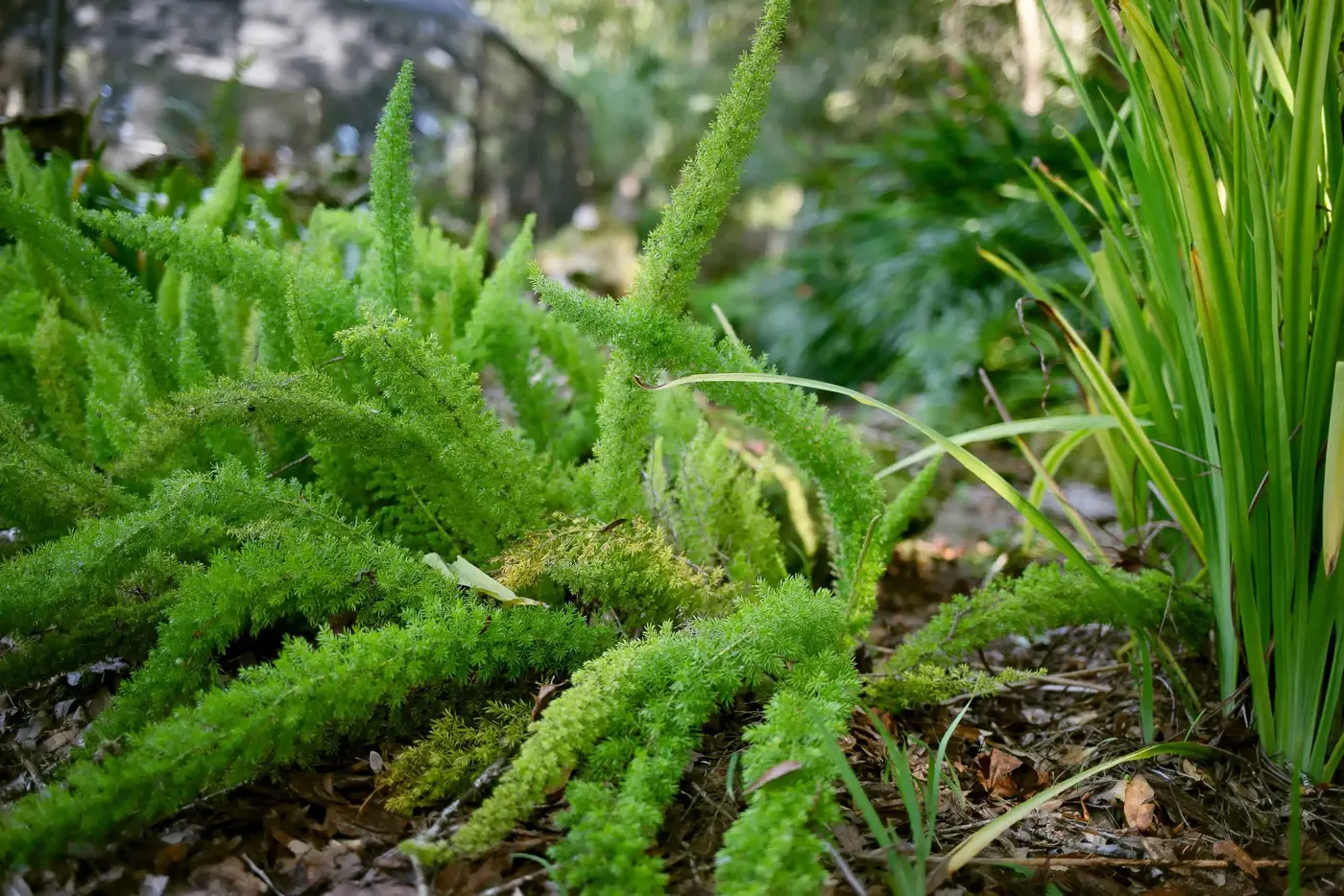 Foxtail fern in a mulched bed