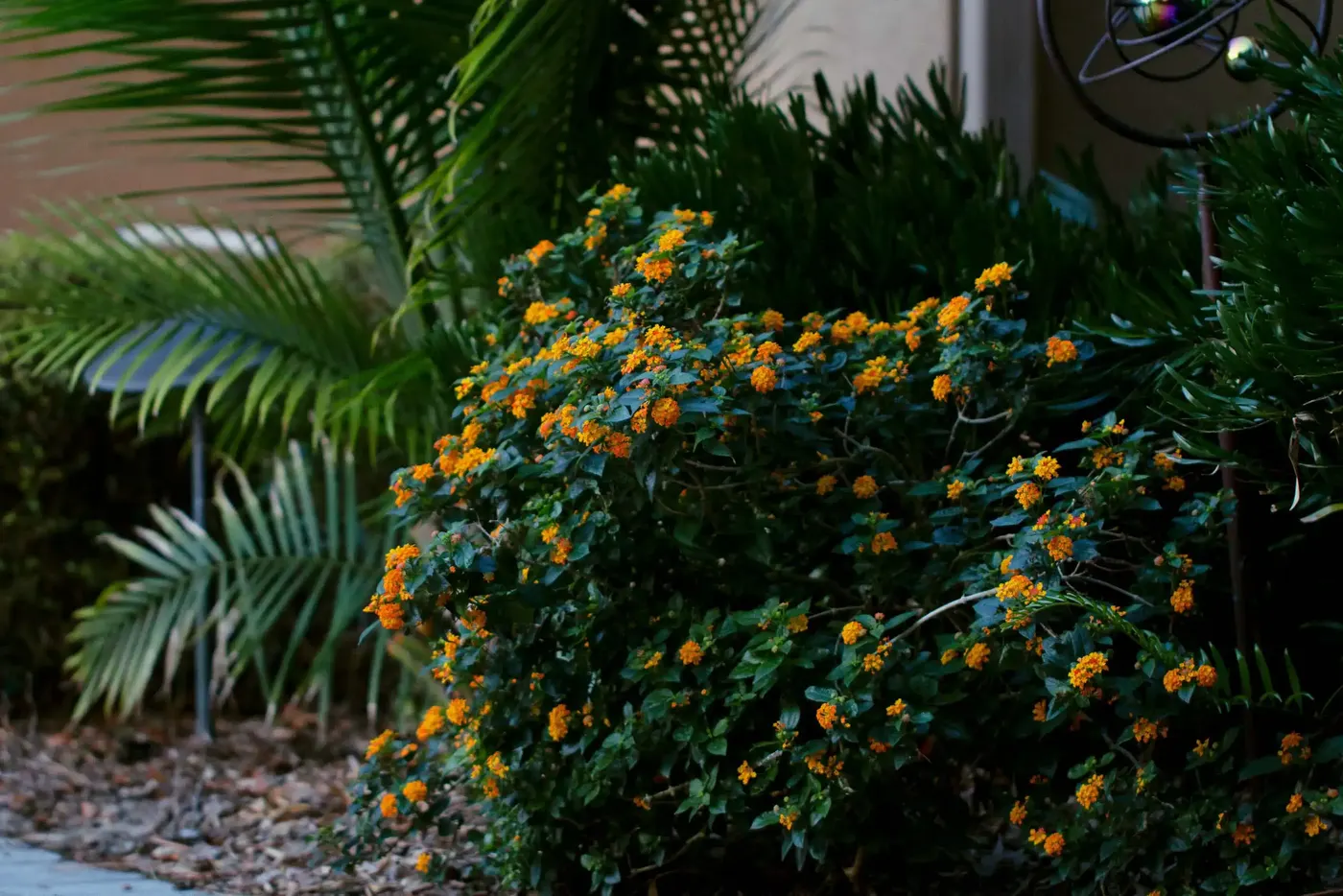 Orange lantana in bloom