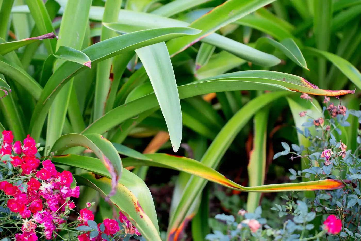 Liriope with pink pentas