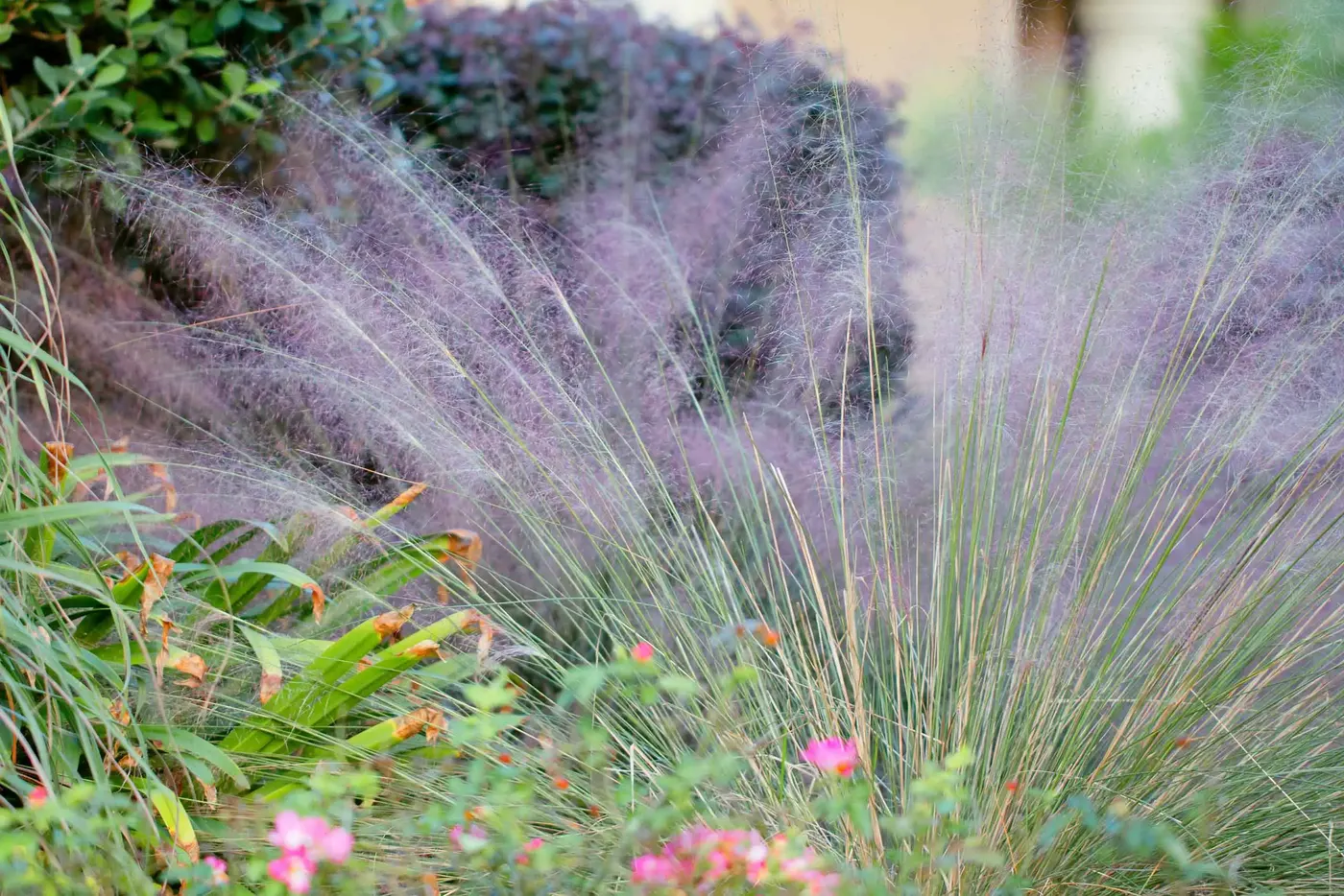 Pink muhly grass in bloom