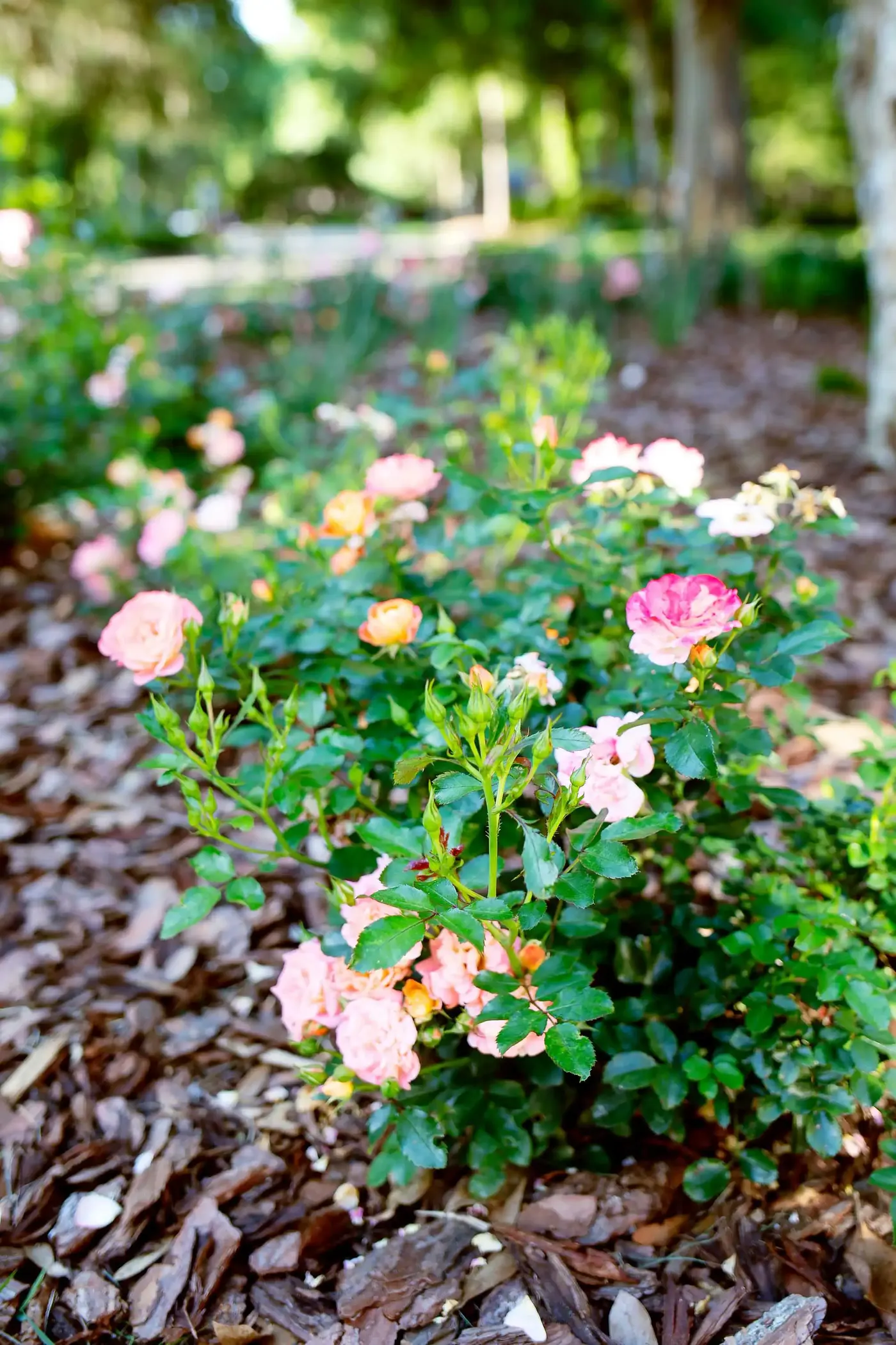 Knock Out roses in bloom
