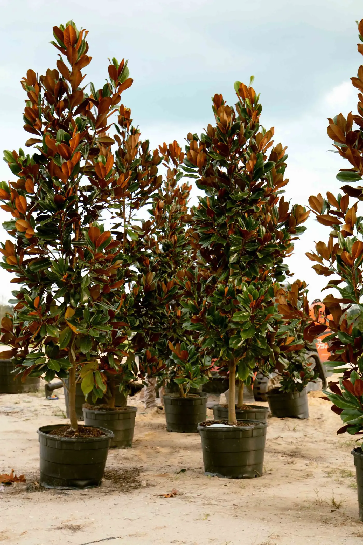 Potted magnolia trees waiting to be planted