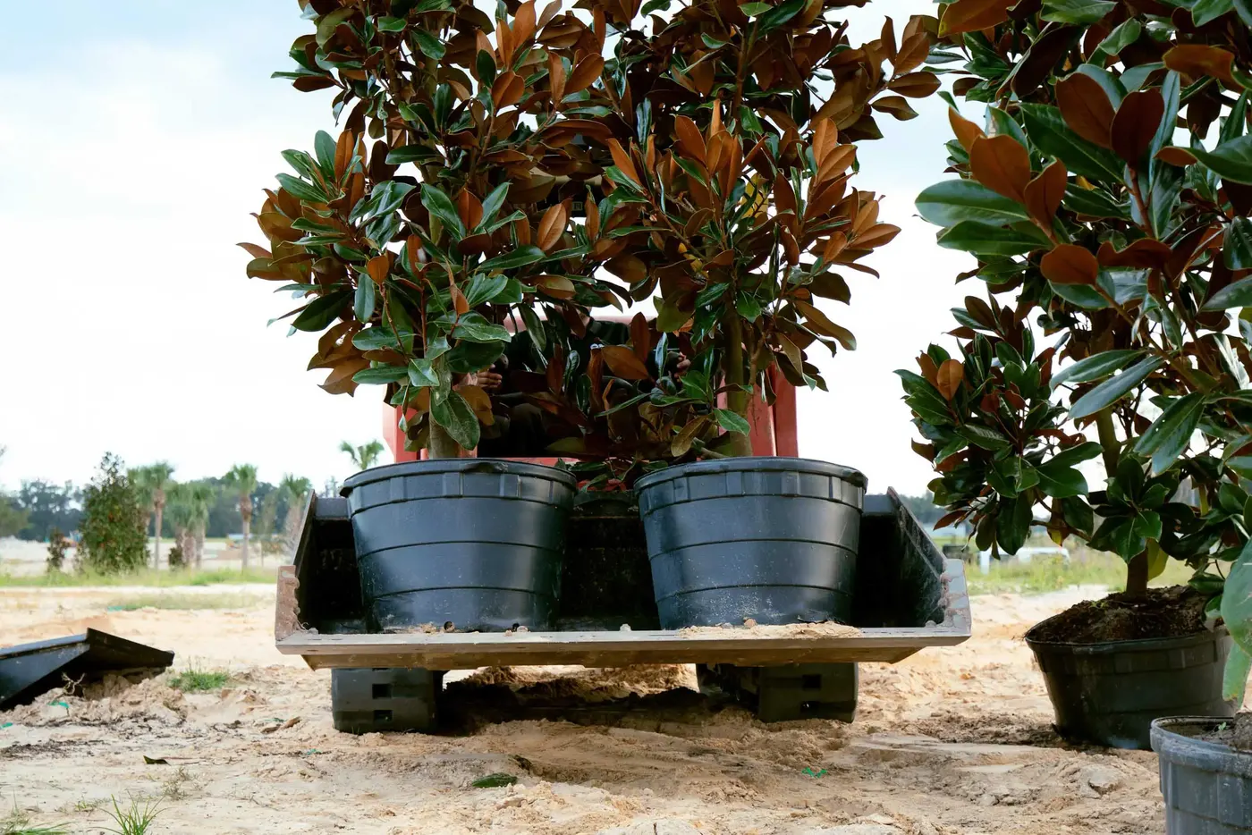 Magnolias and shrubs loaded on a trailer