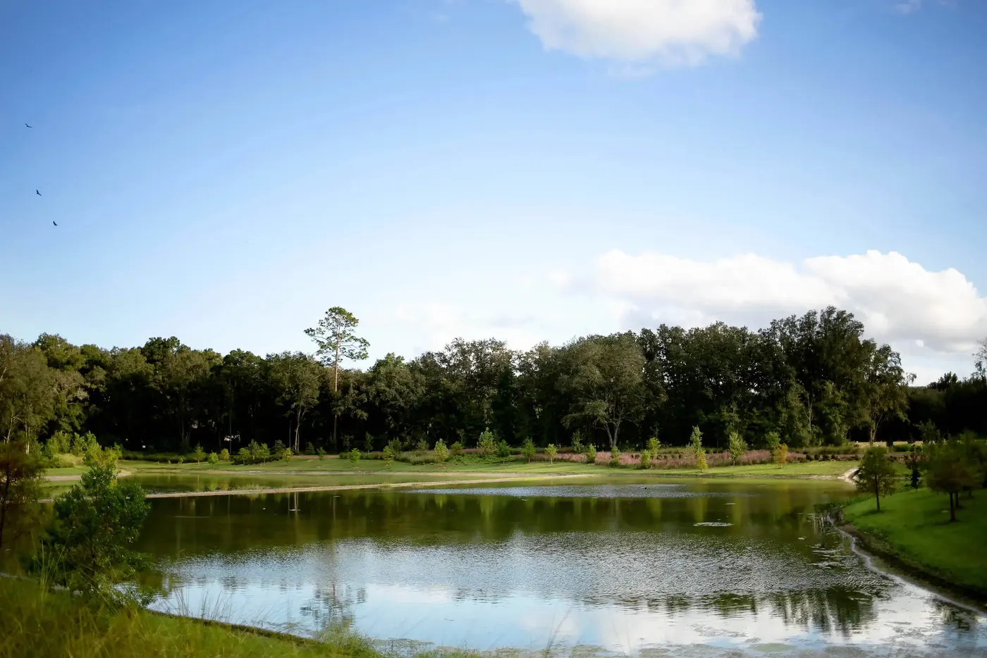 Stormwater pond with new plantings under a blue sky