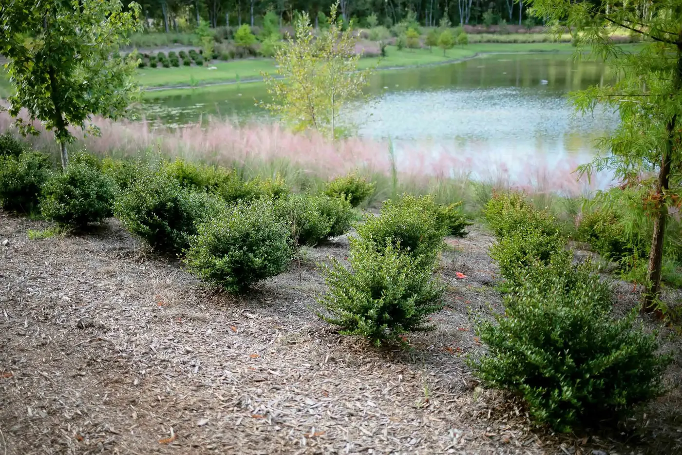 Pink muhly grass planted along a pond edge