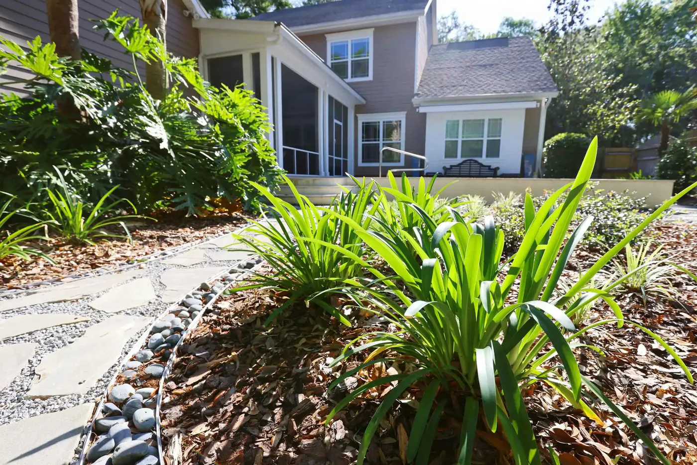 Paver walkway lined with bromeliads and new plantings